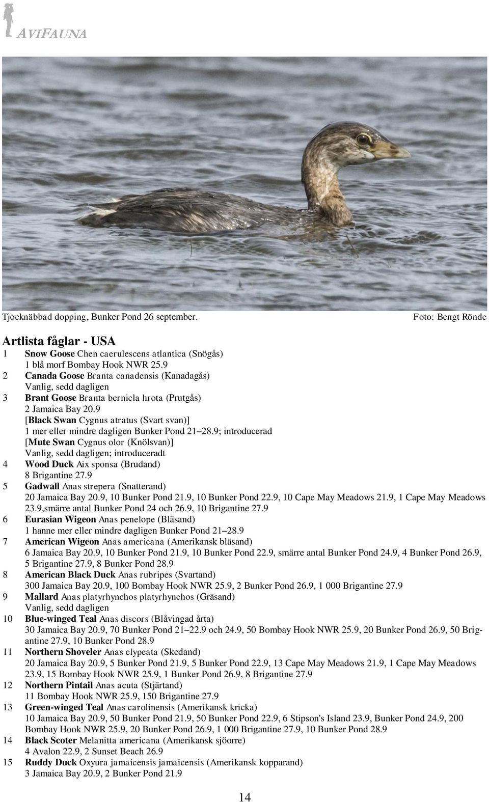 9 [Black Swan Cygnus atratus (Svart svan)] 1 mer eller mindre dagligen Bunker Pond 21 28.