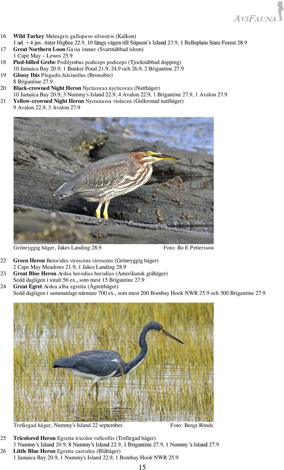 9 och 26.9, 2 Brigantine 27.9 19 Glossy Ibis Plegadis falcinellus (Bronsibis) 8 Brigantine 27.9 20 Black-crowned Night Heron Nycticorax nycticorax (Natthäger) 10 Jamaica Bay 20.9, 3 Nummy's Island 22.