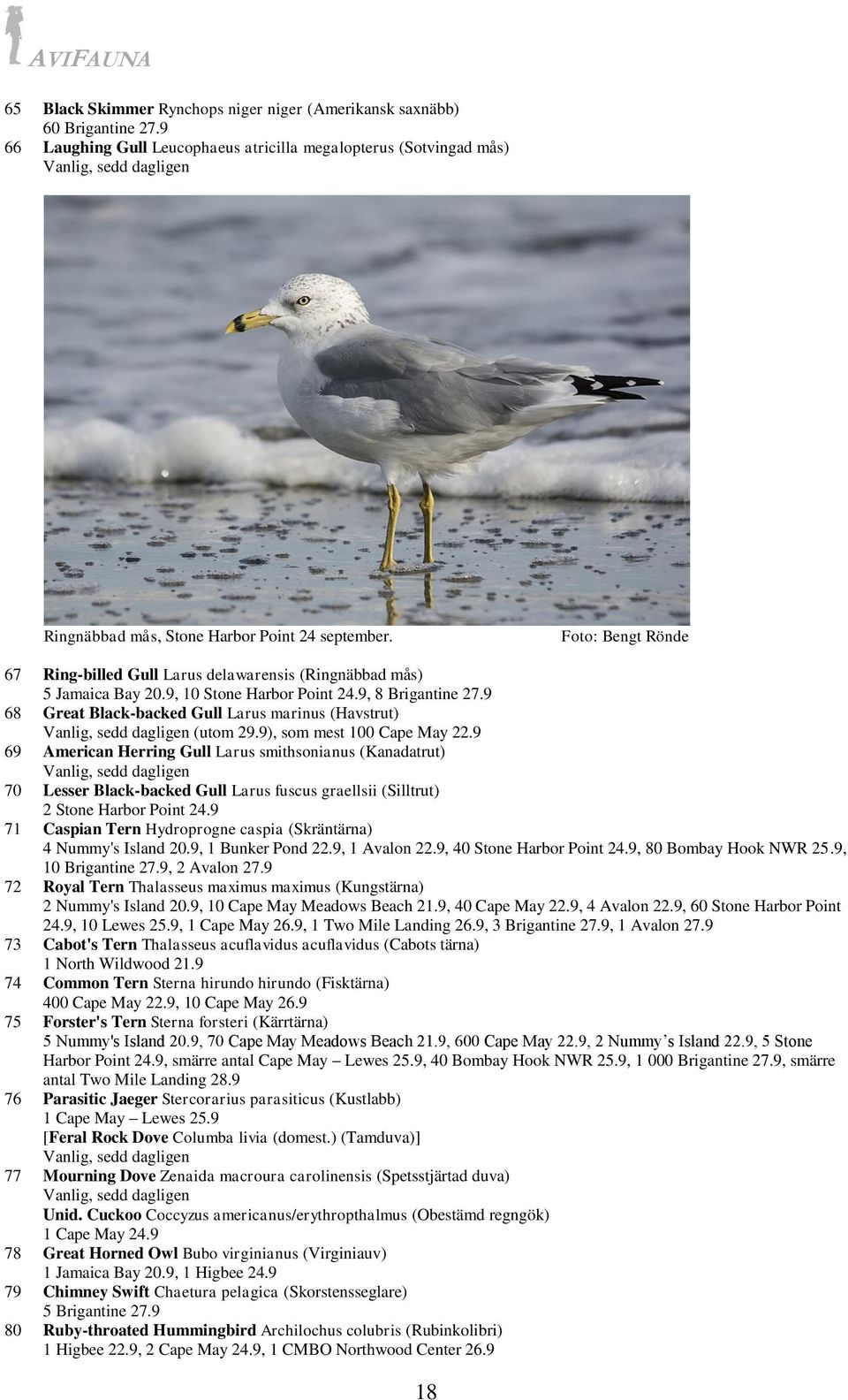 Foto: Bengt Rönde 67 Ring-billed Gull Larus delawarensis (Ringnäbbad mås) 5 Jamaica Bay 20.9, 10 Stone Harbor Point 24.9, 8 Brigantine 27.