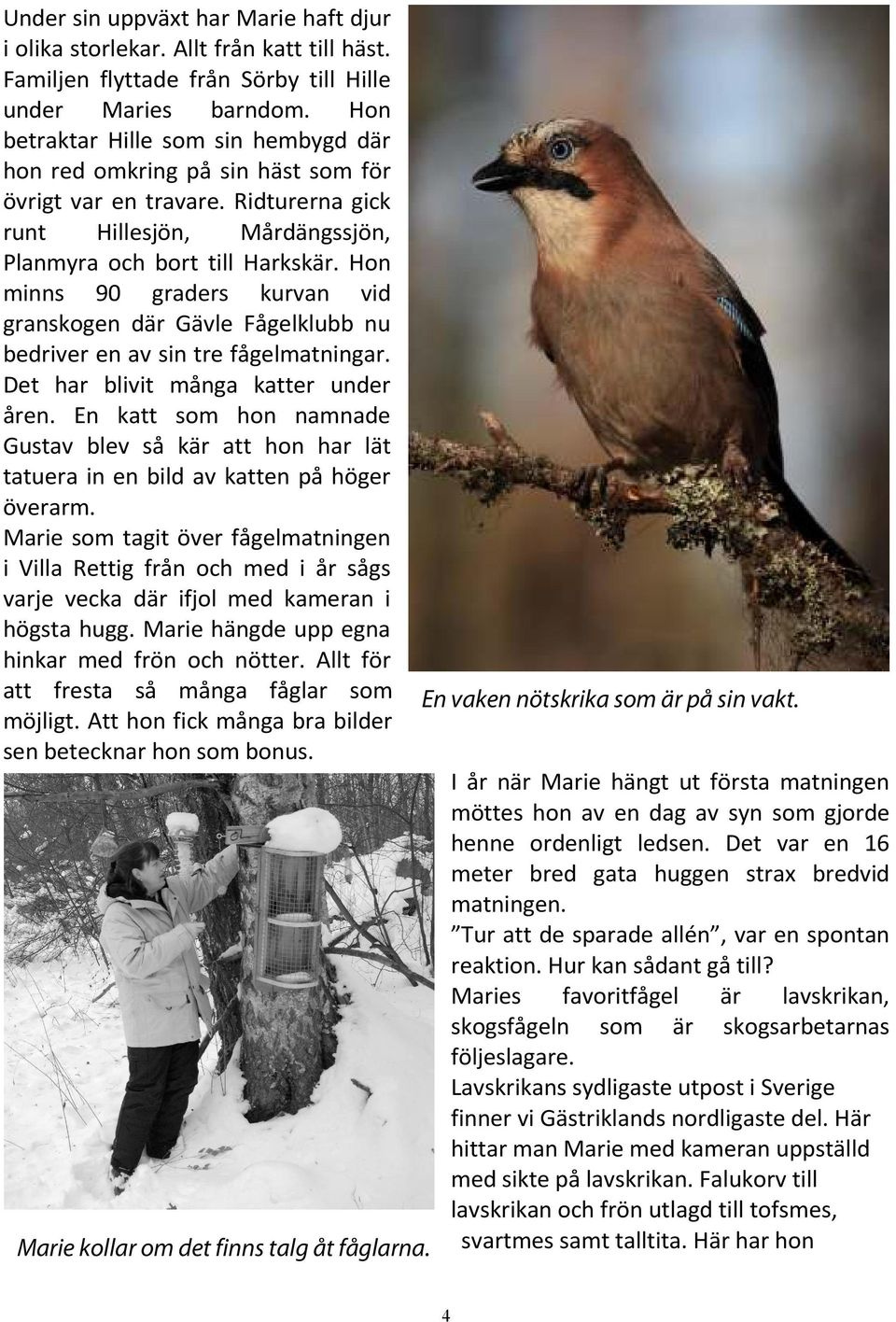 Hon minns 90 graders kurvan vid granskogen där Gävle Fågelklubb nu bedriver en av sin tre fågelmatningar. Det har blivit många katter under åren.
