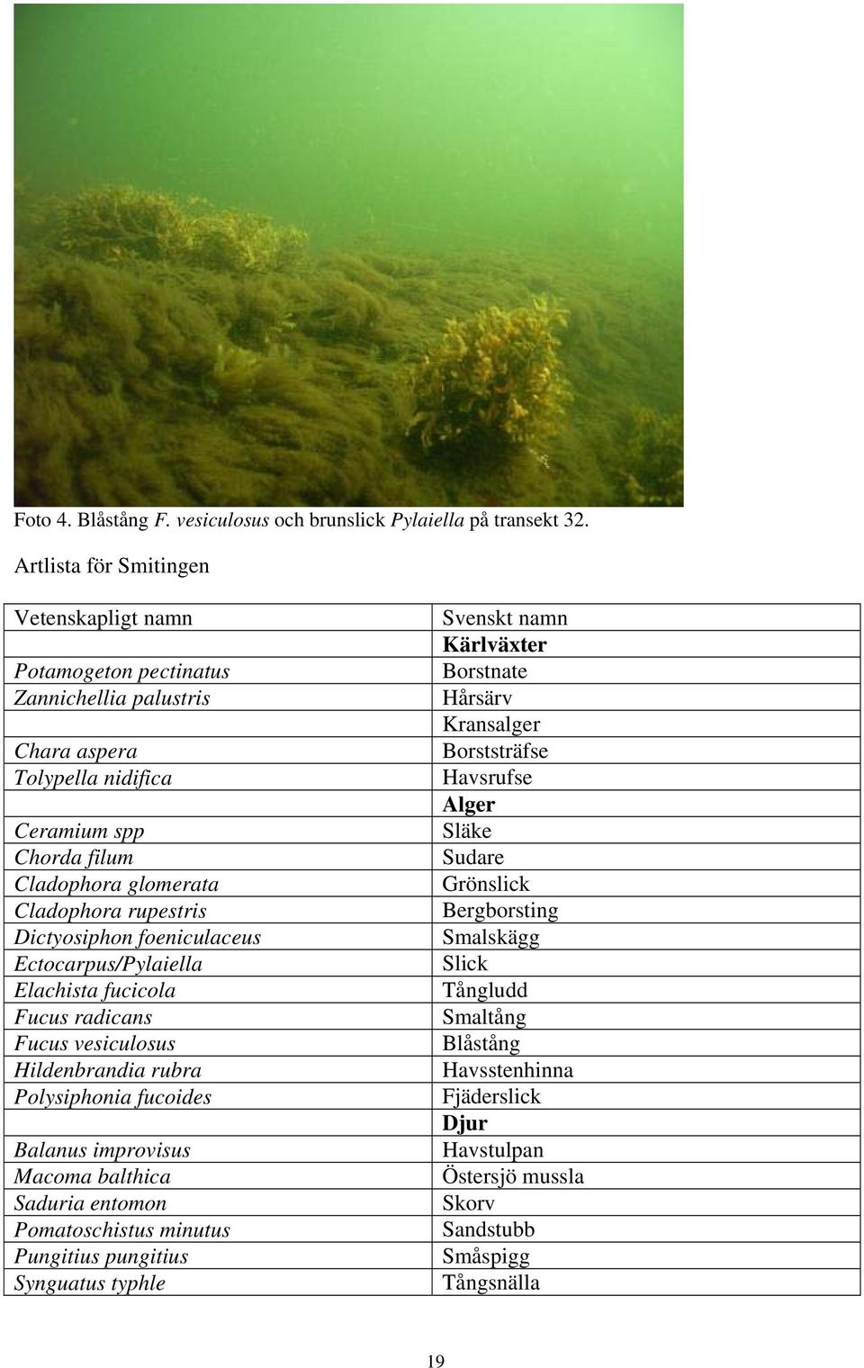 Dictyosiphon foeniculaceus Ectocarpus/Pylaiella Elachista fucicola Fucus radicans Fucus vesiculosus Hildenbrandia rubra Polysiphonia fucoides Balanus improvisus Macoma balthica Saduria entomon