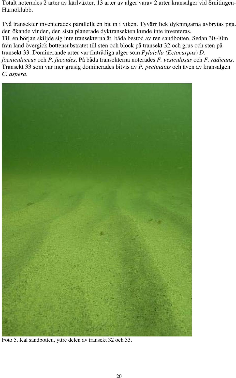 Sedan 30-40m från land övergick bottensubstratet till sten och block på transekt 32 och grus och sten på transekt 33. Dominerande arter var fintrådiga alger som Pylaiella (Ectocarpus) D.