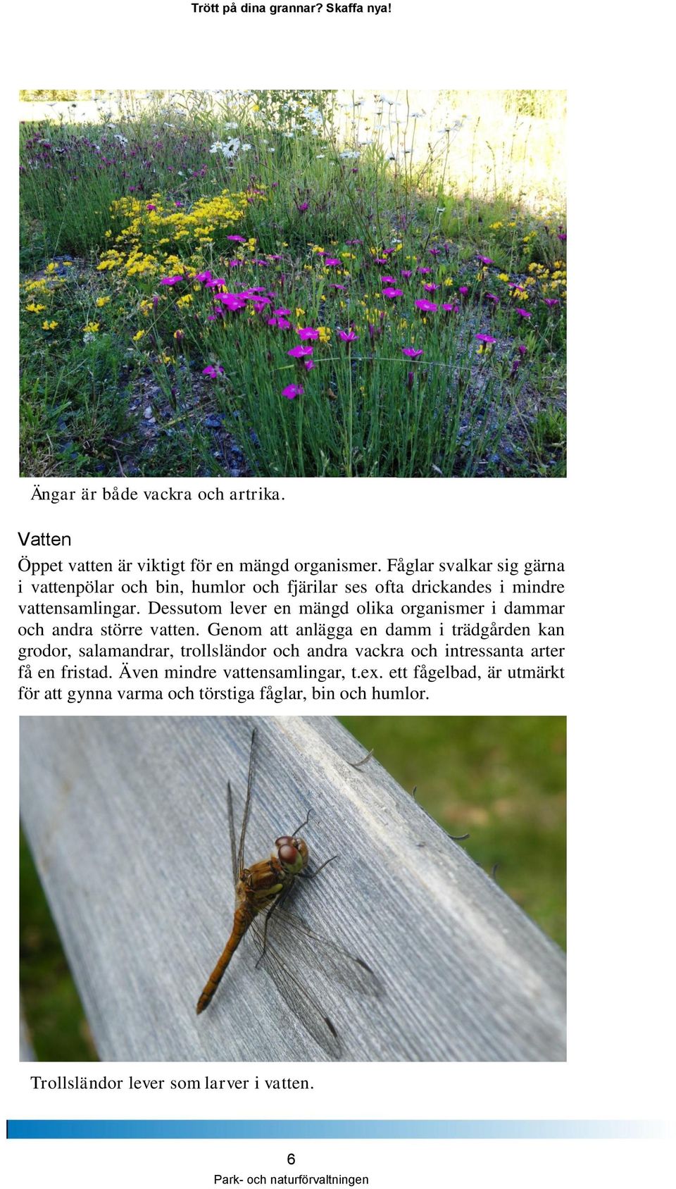 Dessutom lever en mängd olika organismer i dammar och andra större vatten.