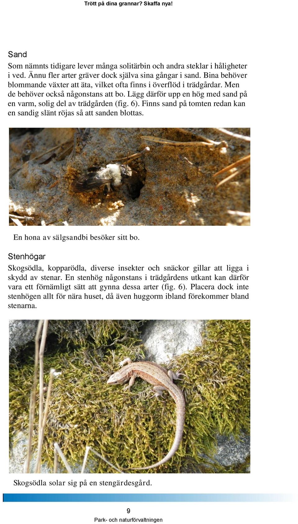 Finns sand på tomten redan kan en sandig slänt röjas så att sanden blottas. En hona av sälgsandbi besöker sitt bo.
