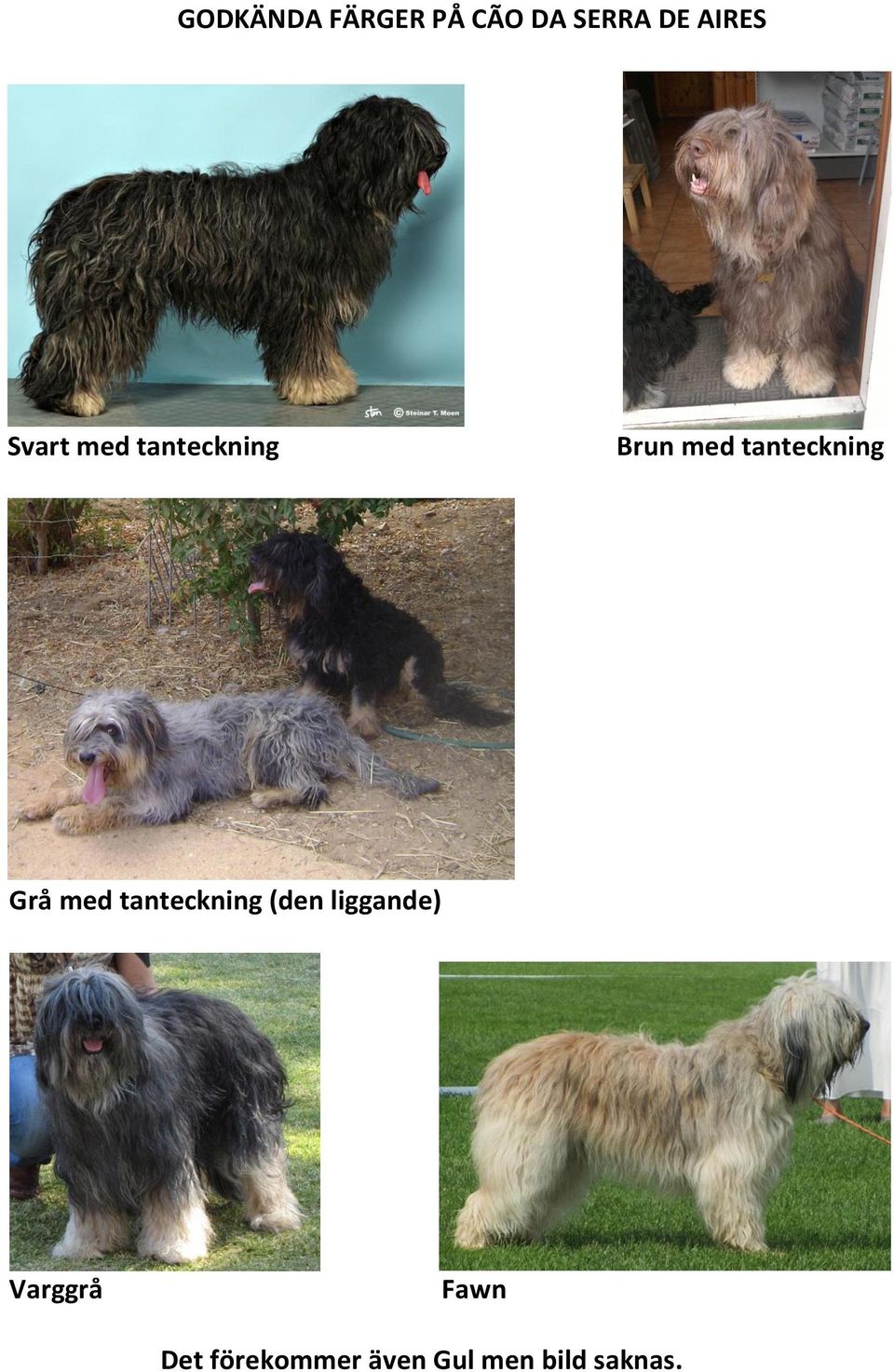 Grå med tanteckning (den liggande) Varggrå