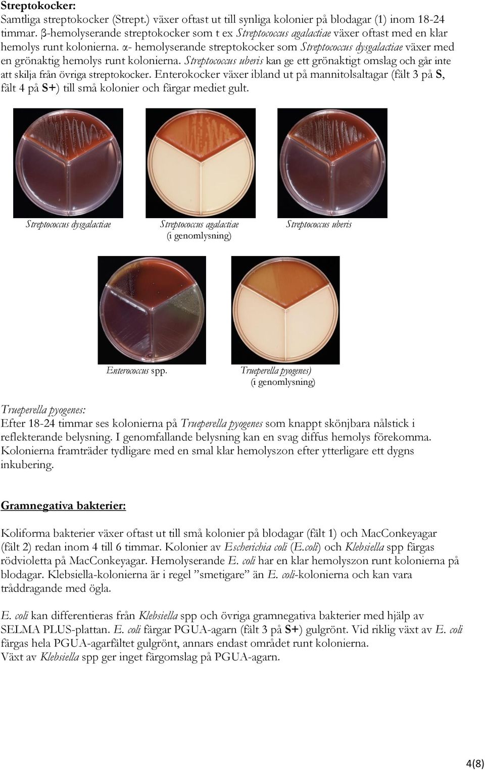 α- hemolyserande streptokocker som Streptococcus dysgalactiae växer med en grönaktig hemolys runt kolonierna.