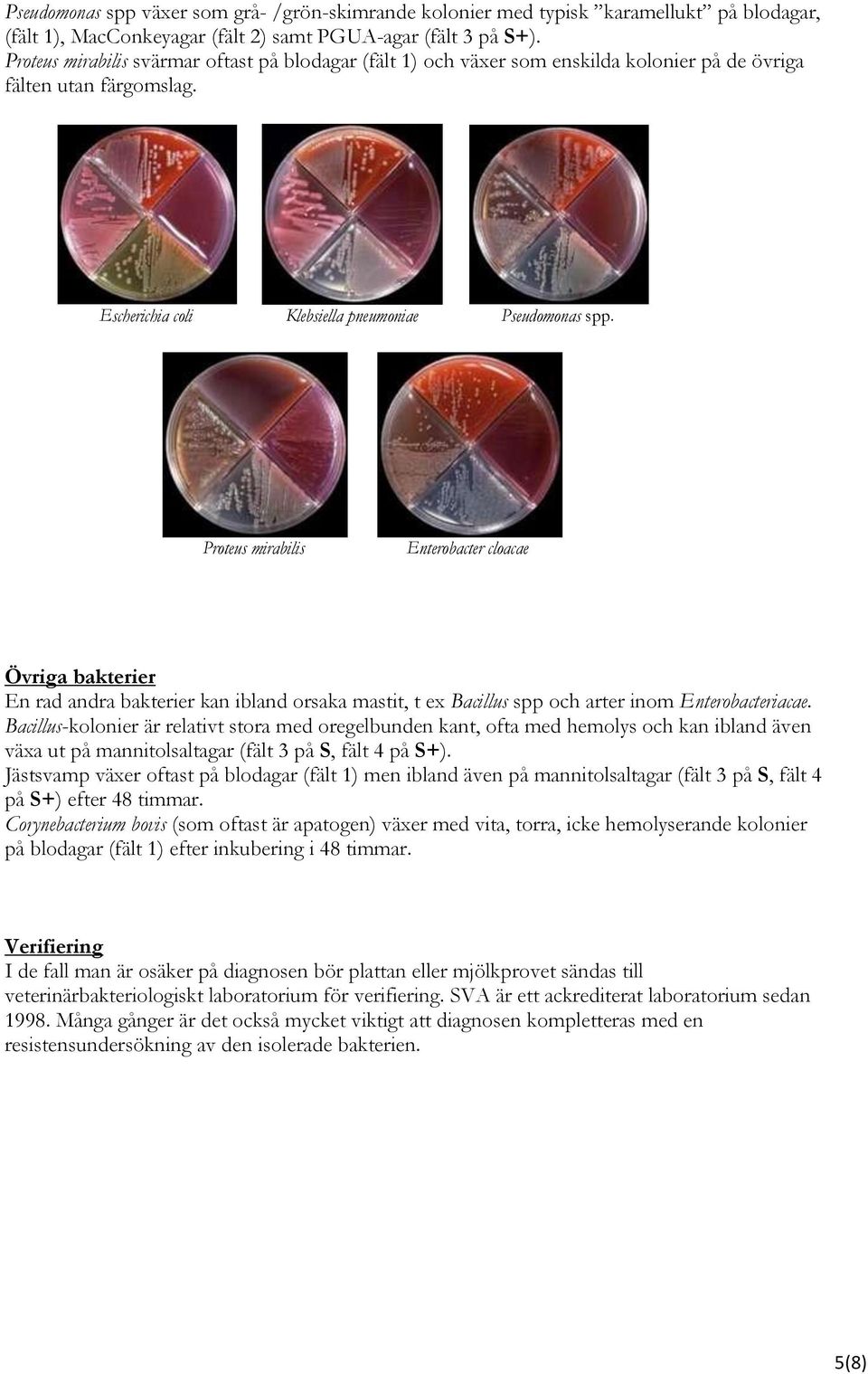 Proteus mirabilis Enterobacter cloacae Övriga bakterier En rad andra bakterier kan ibland orsaka mastit, t ex Bacillus spp och arter inom Enterobacteriacae.