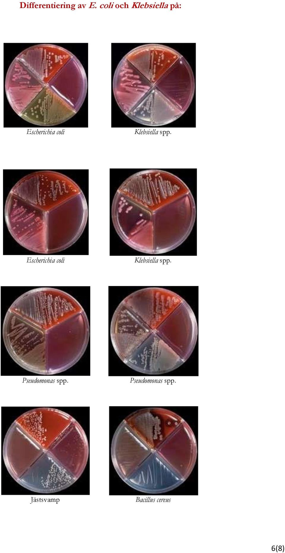 Klebsiella spp.
