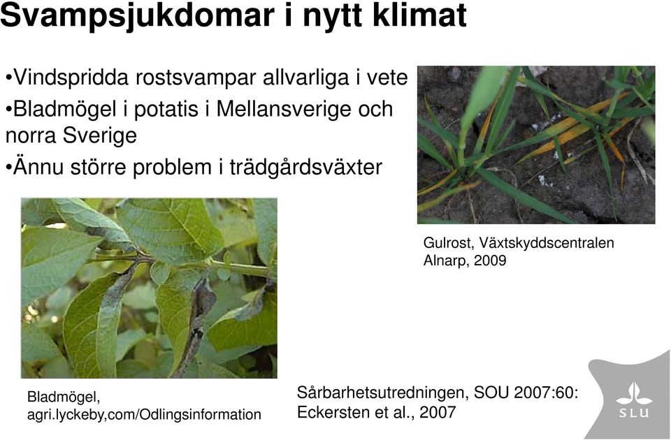 trädgårdsväxter Gulrost, Växtskyddscentralen Alnarp, 2009 Bladmögel, agri.