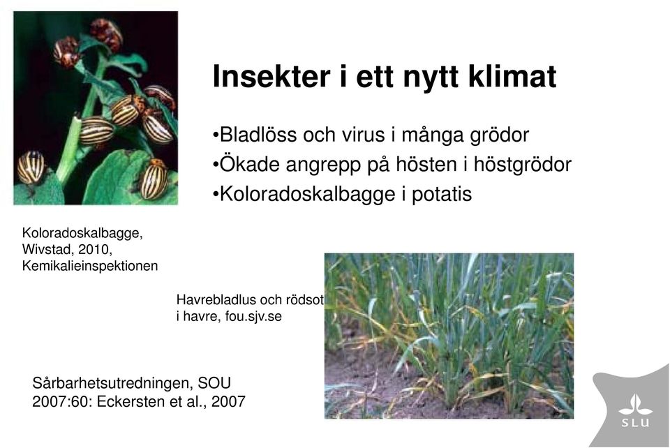 Koloradoskalbagge, Wivstad, 2010, Kemikalieinspektionen Havrebladlus och