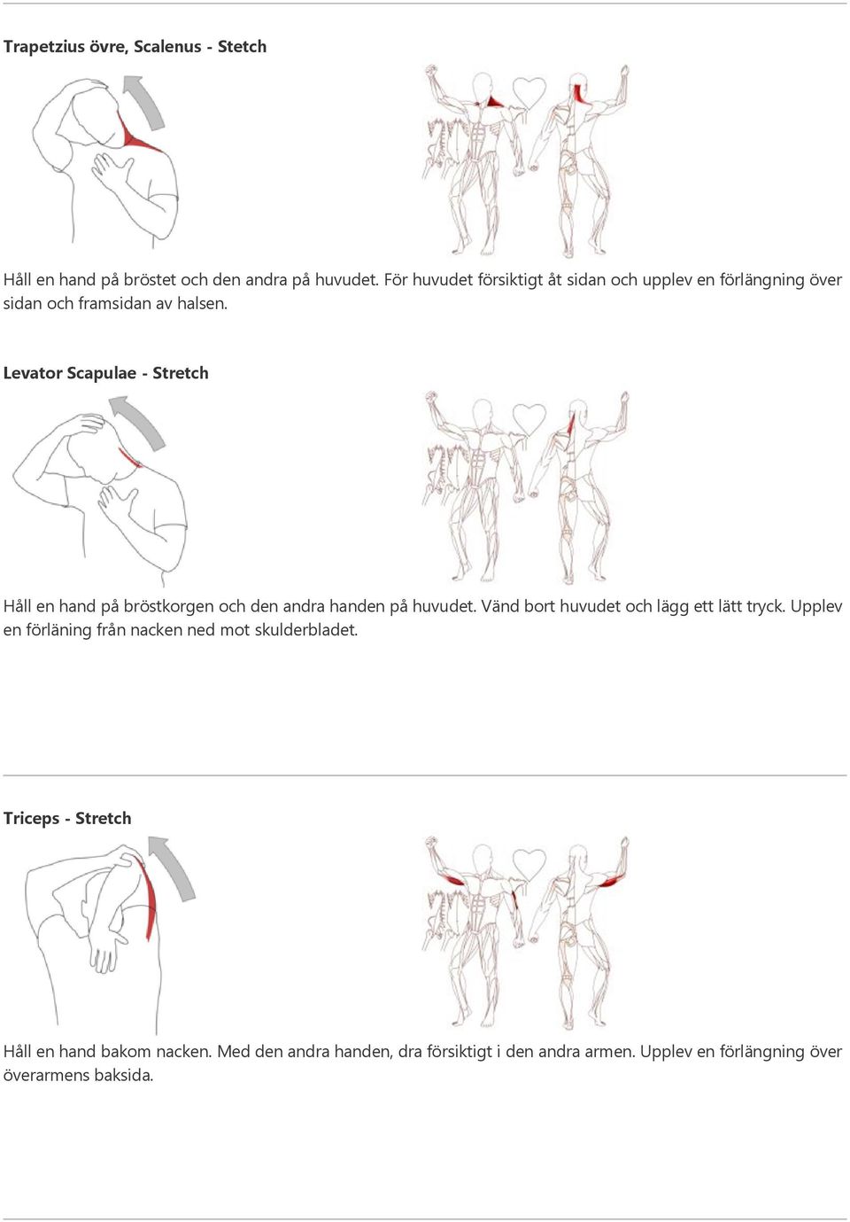 Levator Scapulae - Stretch Håll en hand på bröstkorgen och den andra handen på huvudet.