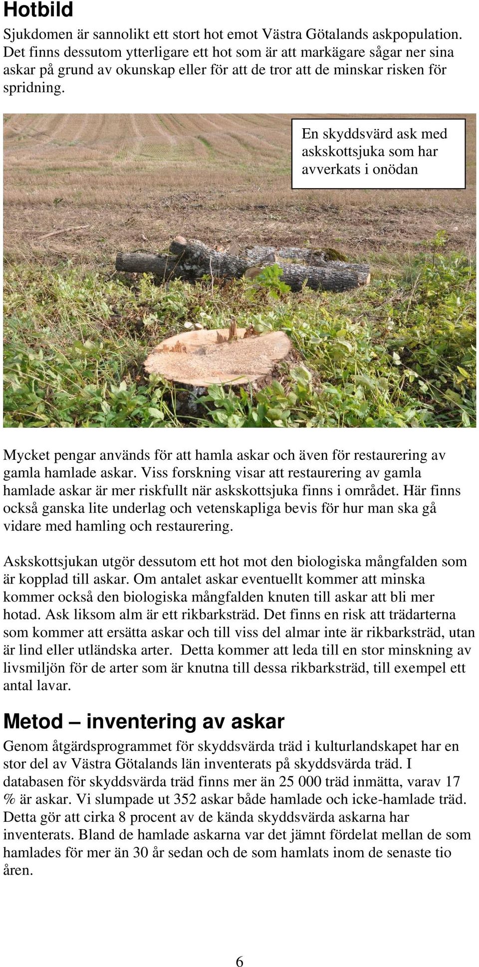 En skyddsvärd ask med askskottsjuka som har avverkats i onödan Mycket pengar används för att hamla askar och även för restaurering av gamla hamlade askar.