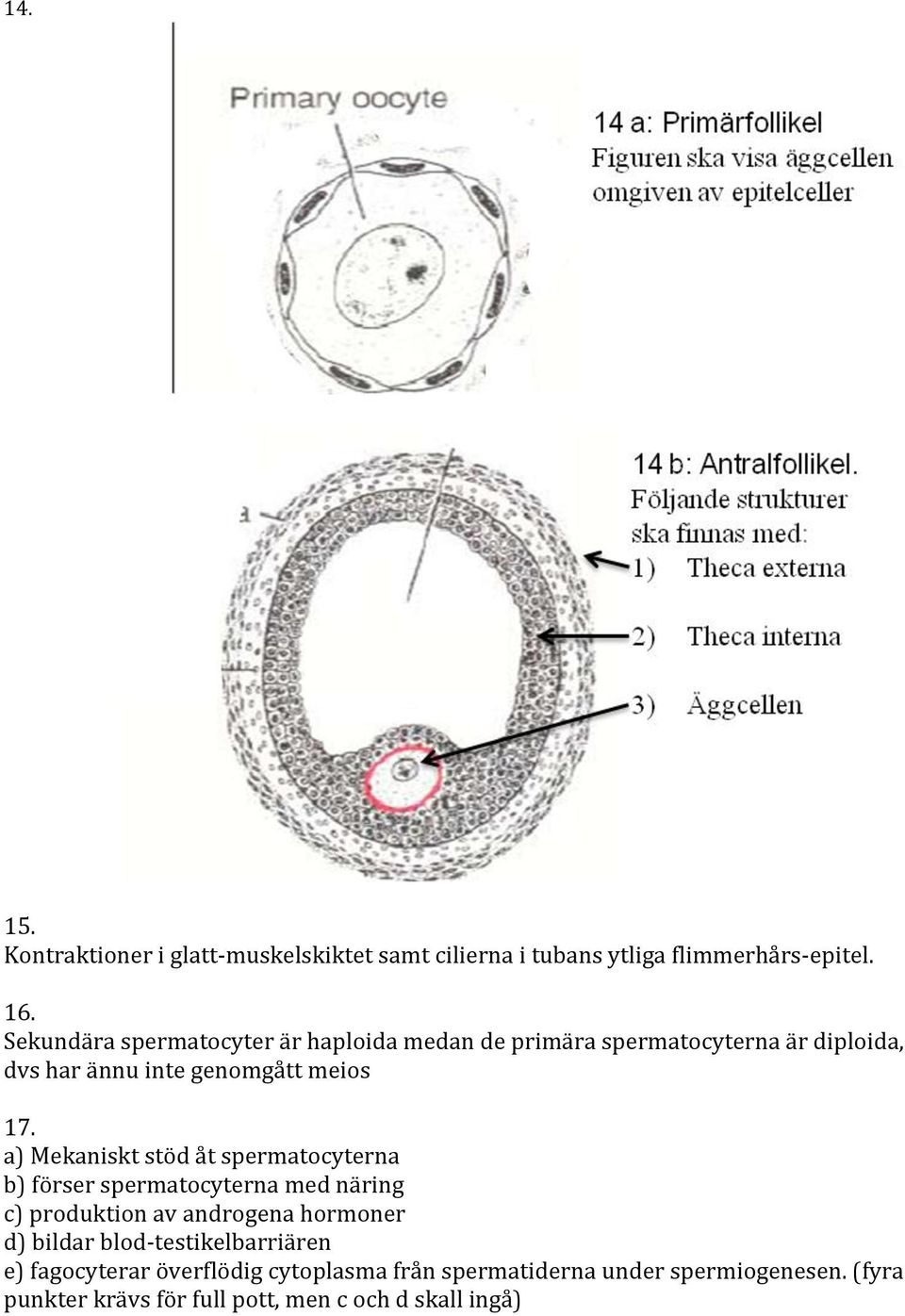 a) Mekaniskt stöd åt spermatocyterna b) förser spermatocyterna med näring c) produktion av androgena hormoner d) bildar