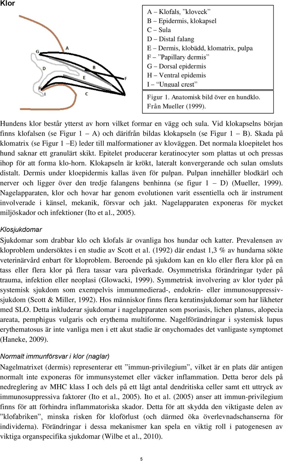 Skada på klomatrix (se Figur 1 E) leder till malformationer av kloväggen. Det normala kloepitelet hos hund saknar ett granulärt skikt.
