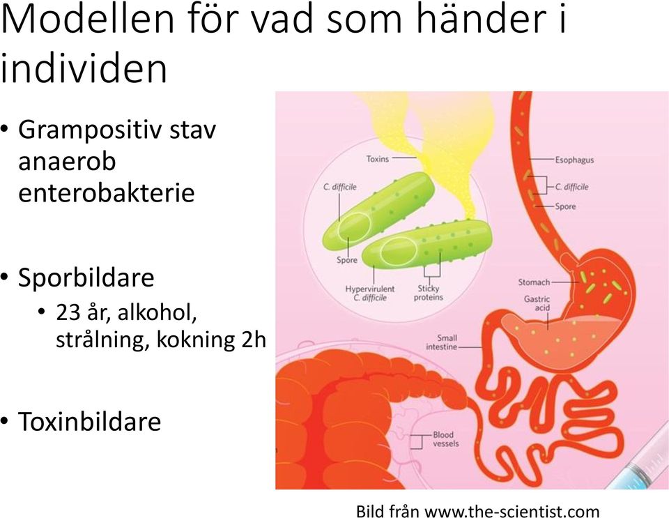 Sporbildare 23 år, alkohol, strålning,
