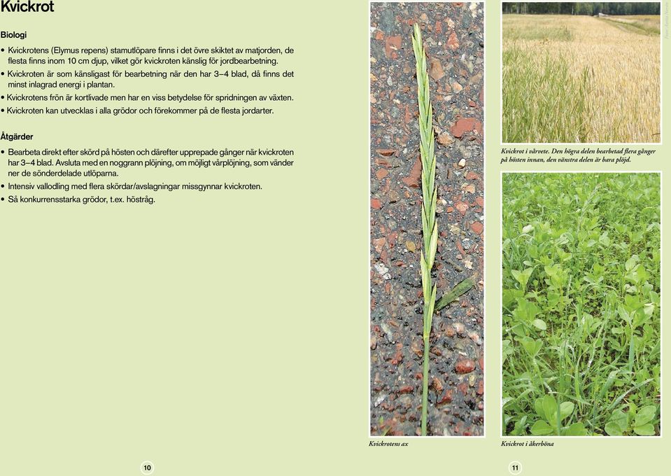 Kvickroten kan utvecklas i alla grödor och förekommer på de flesta jordarter. Bearbeta direkt efter skörd på hösten och därefter upprepade gånger när kvickroten har 3 4 blad.