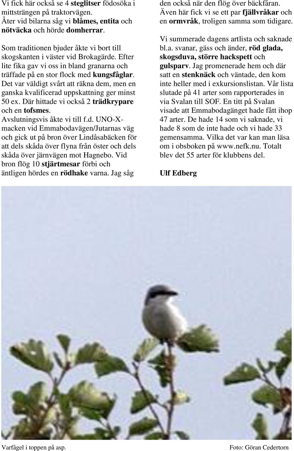 Det var väldigt svårt att räkna dem, men en ganska kvalificerad uppskattning ger minst 50 ex. Där hittade vi också 2 trädkrypare och en tofsmes. Avslutningsvis åkte vi till f.d. UNO-Xmacken vid Emmabodavägen/Jutarnas väg och gick ut på bron över Lindåsabäcken för att dels skåda över flyna från öster och dels skåda över järnvägen mot Hagnebo.