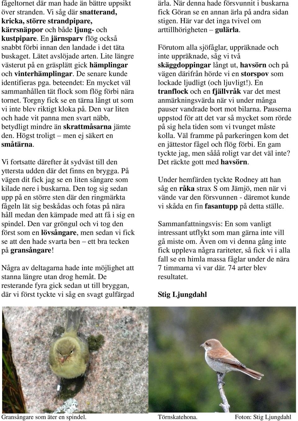 De senare kunde identifieras pga. beteendet: En mycket väl sammanhållen tät flock som flög förbi nära tornet. Torgny fick se en tärna långt ut som vi inte blev riktigt kloka på.