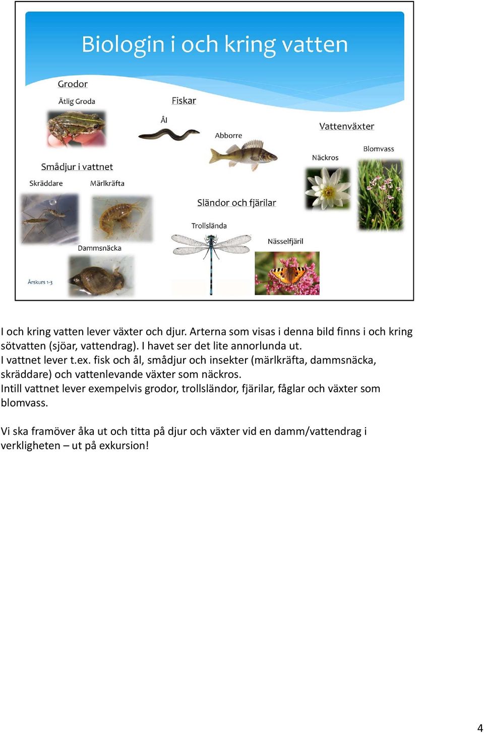 fisk och ål, smådjur och insekter (märlkräfta, dammsnäcka, skräddare) och vattenlevande växter som näckros.