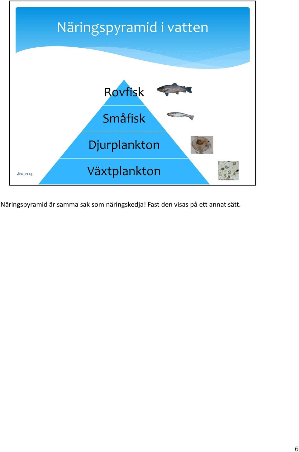 näringskedja!