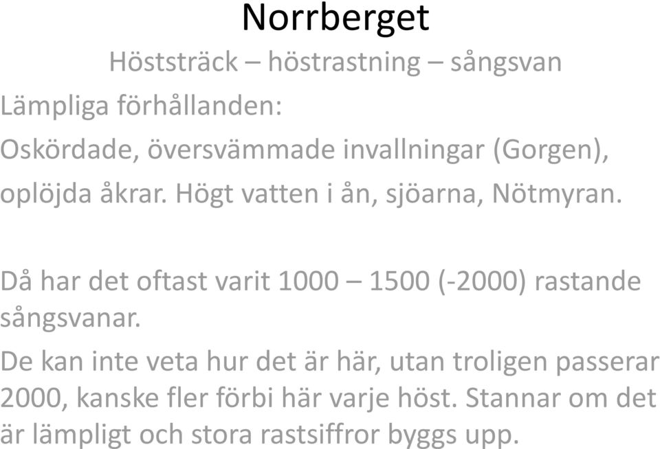 Då har det oftast varit 1000 1500 (-2000) rastande sångsvanar.