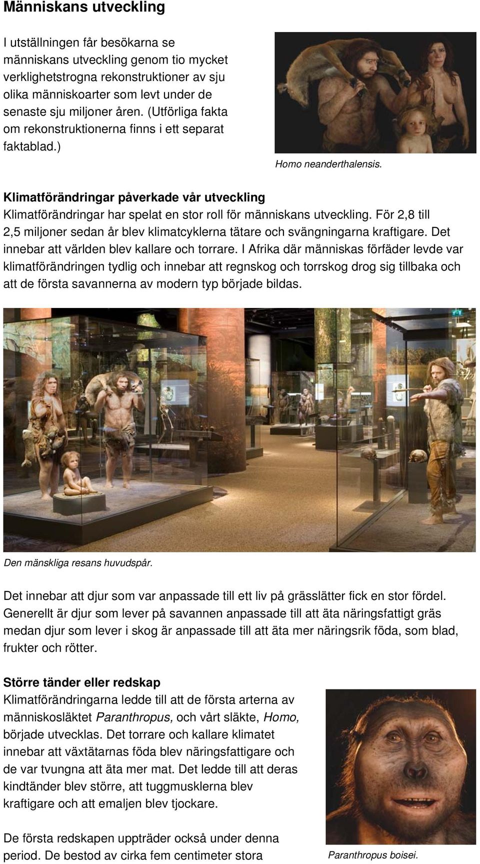 Klimatförändringar påverkade vår utveckling Klimatförändringar har spelat en stor roll för människans utveckling.