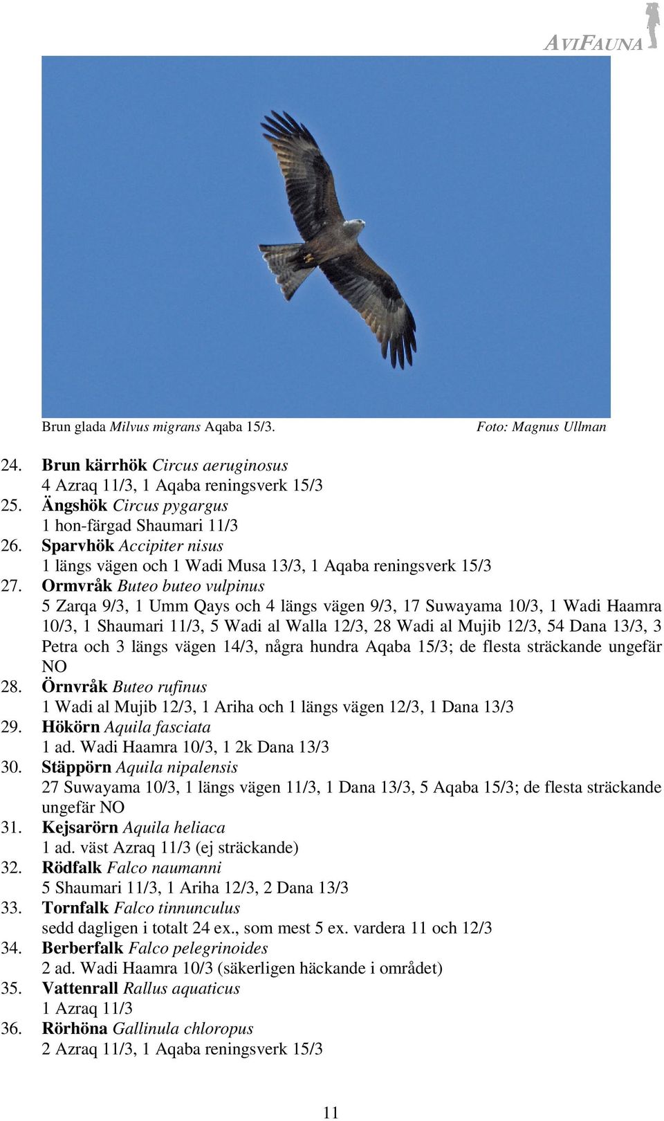 Ormvråk Buteo buteo vulpinus 5 Zarqa 9/3, 1 Umm Qays och 4 längs vägen 9/3, 17 Suwayama 10/3, 1 Wadi Haamra 10/3, 1 Shaumari 11/3, 5 Wadi al Walla 12/3, 28 Wadi al Mujib 12/3, 54 Dana 13/3, 3 Petra
