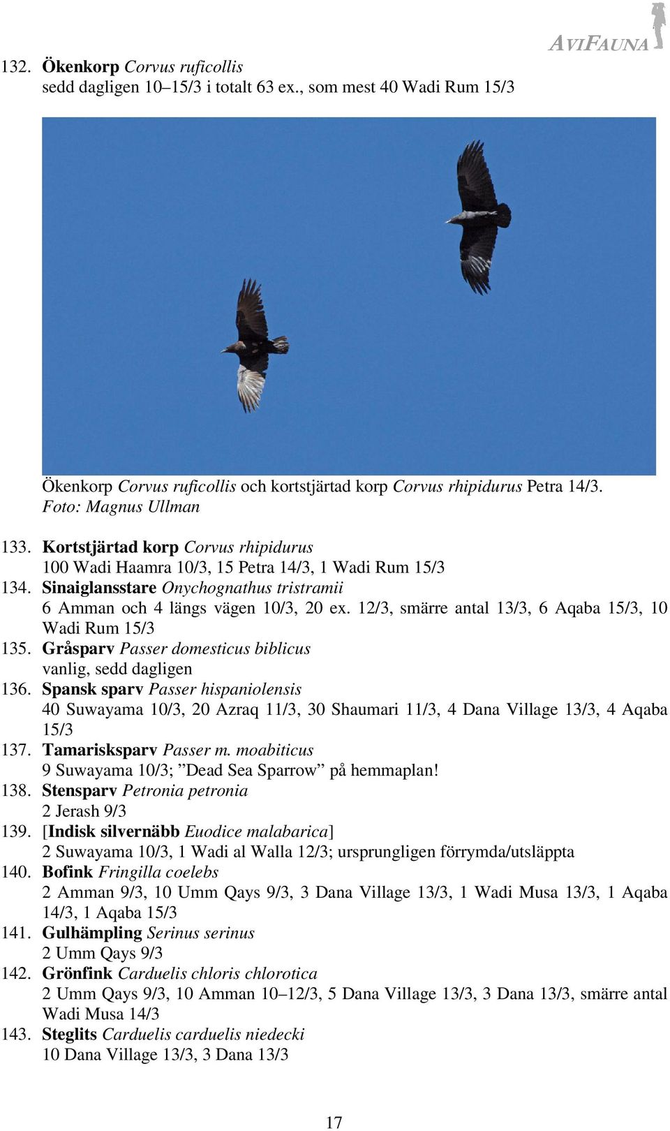 12/3, smärre antal 13/3, 6 Aqaba 15/3, 10 Wadi Rum 15/3 135. Gråsparv Passer domesticus biblicus vanlig, sedd dagligen 136.