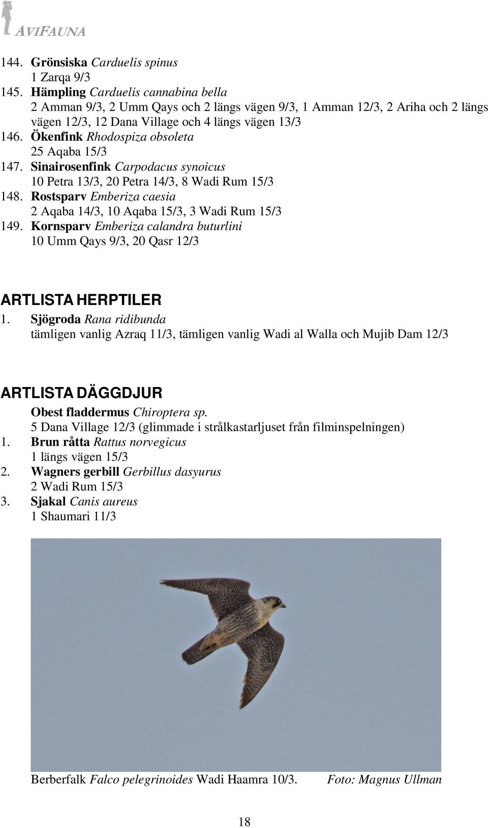 Ökenfink Rhodospiza obsoleta 25 Aqaba 15/3 147. Sinairosenfink Carpodacus synoicus 10 Petra 13/3, 20 Petra 14/3, 8 Wadi Rum 15/3 148.