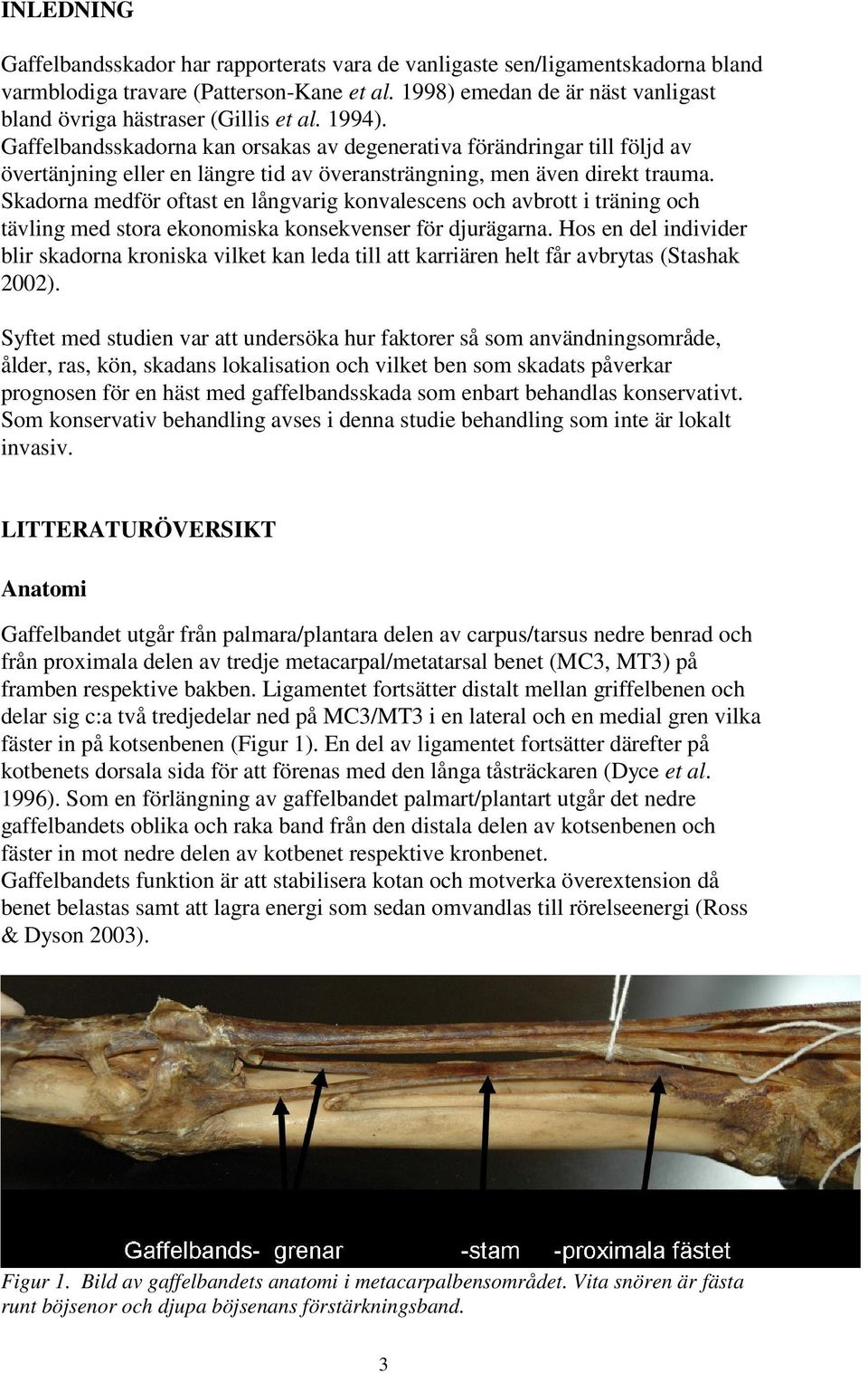 Gaffelbandsskadorna kan orsakas av degenerativa förändringar till följd av övertänjning eller en längre tid av överansträngning, men även direkt trauma.