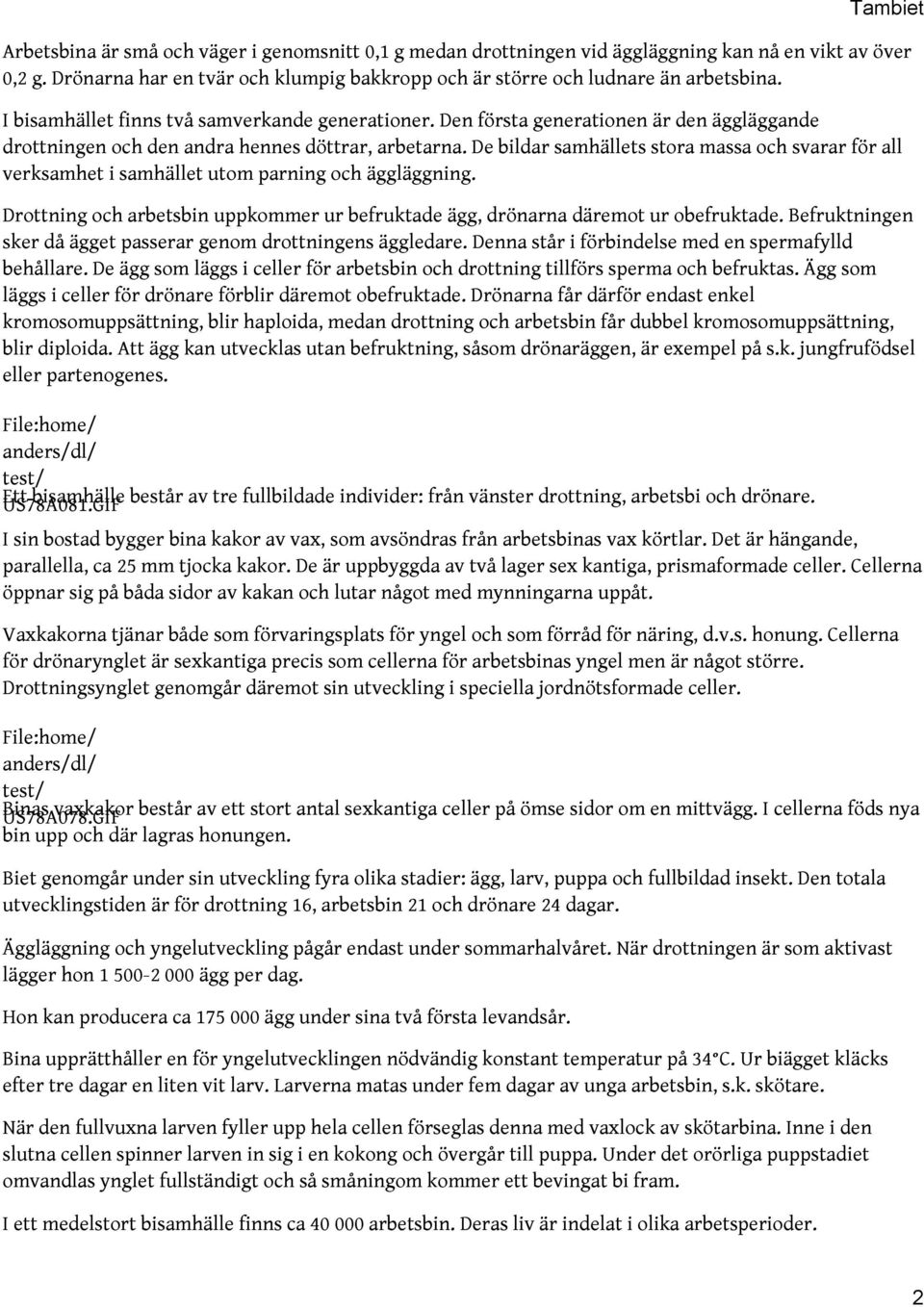 De bildar samhällets stora massa och svarar för all verksamhet i samhället utom parning och äggläggning. Drottning och arbetsbin uppkommer ur befruktade ägg, drönarna däremot ur obefruktade.