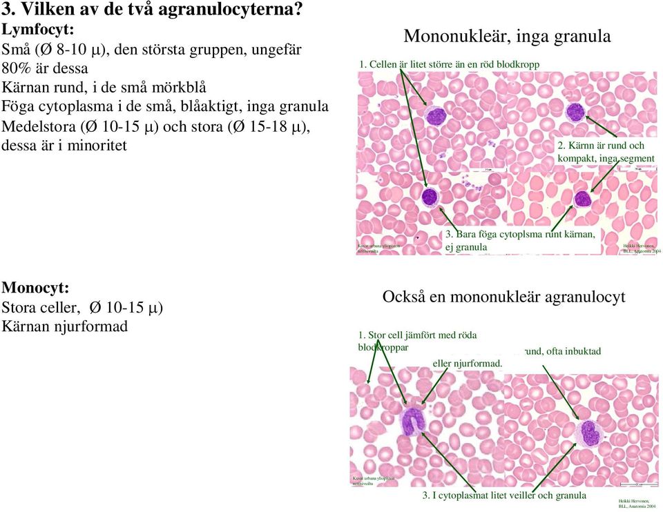 (Ø 10-15 ) och stora (Ø 15-18 ), dessa är i minoritet Mononukleär, inga granula 1. Cellen är litet större än en röd blodkropp 2.