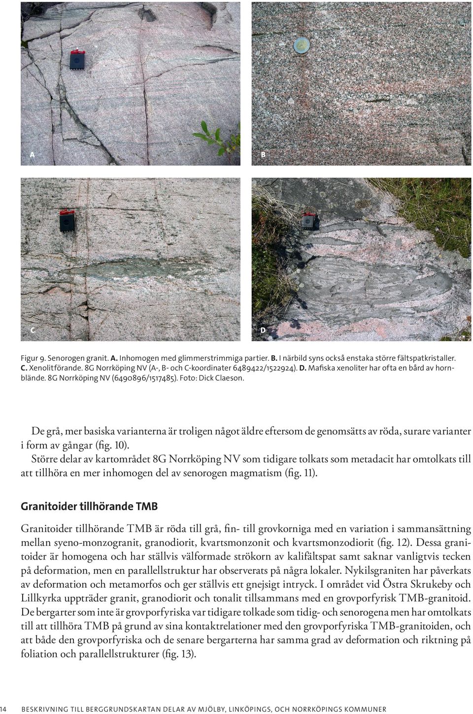 De grå, mer basiska varianterna är troligen något äldre eftersom de genomsätts av röda, surare varianter i form av gångar (fig. 10).