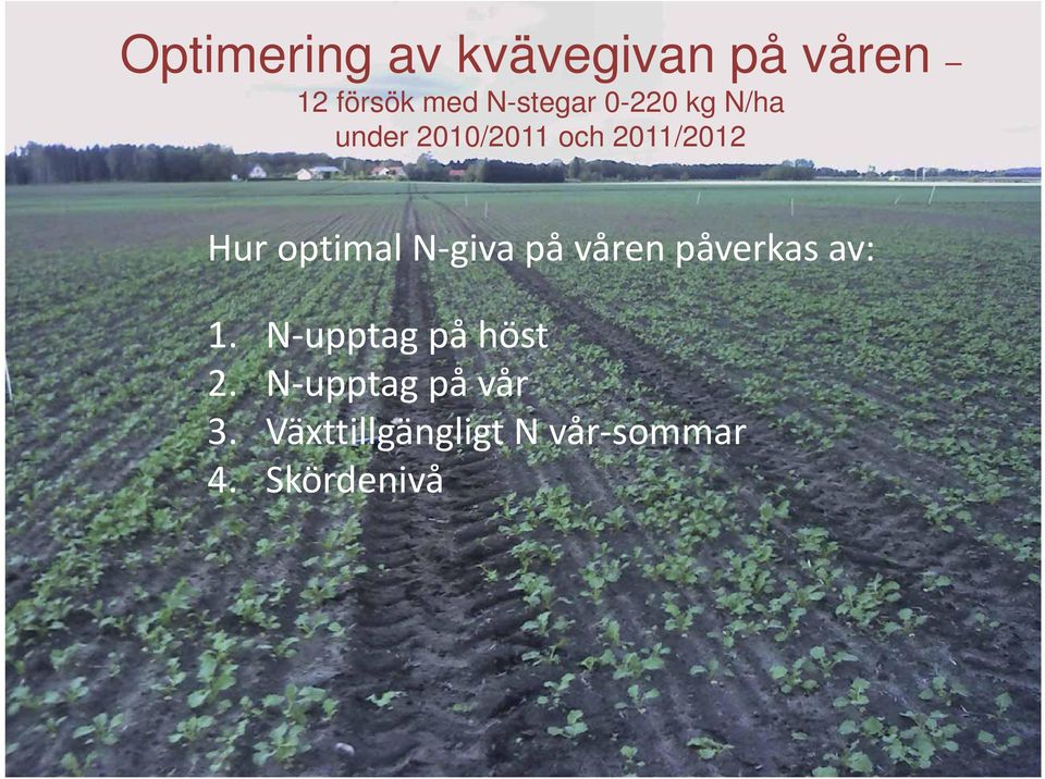 N giva på våren påverkas av: 1. N upptag på höst 2.