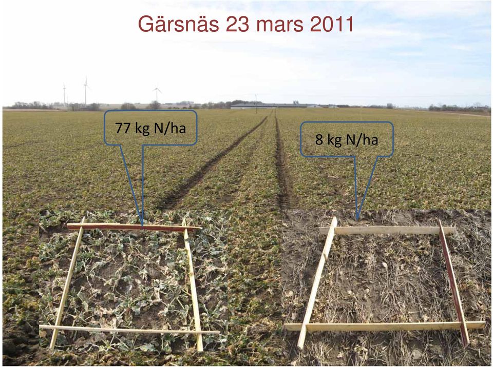 77 kg N/ha