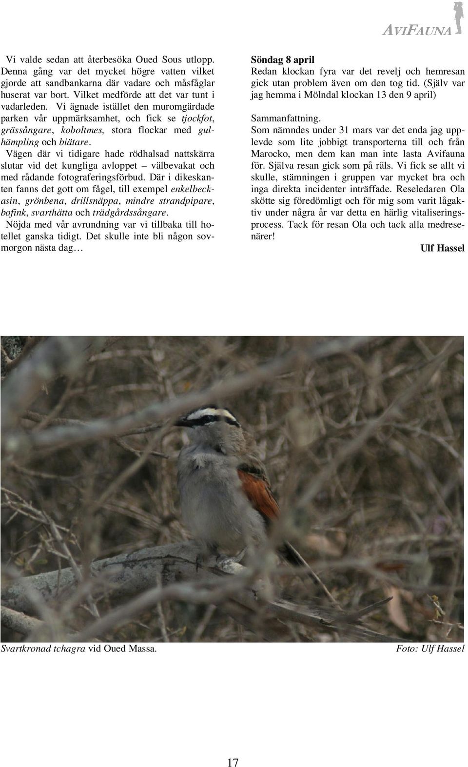 Vägen där vi tidigare hade rödhalsad nattskärra slutar vid det kungliga avloppet välbevakat och med rådande fotograferingsförbud.