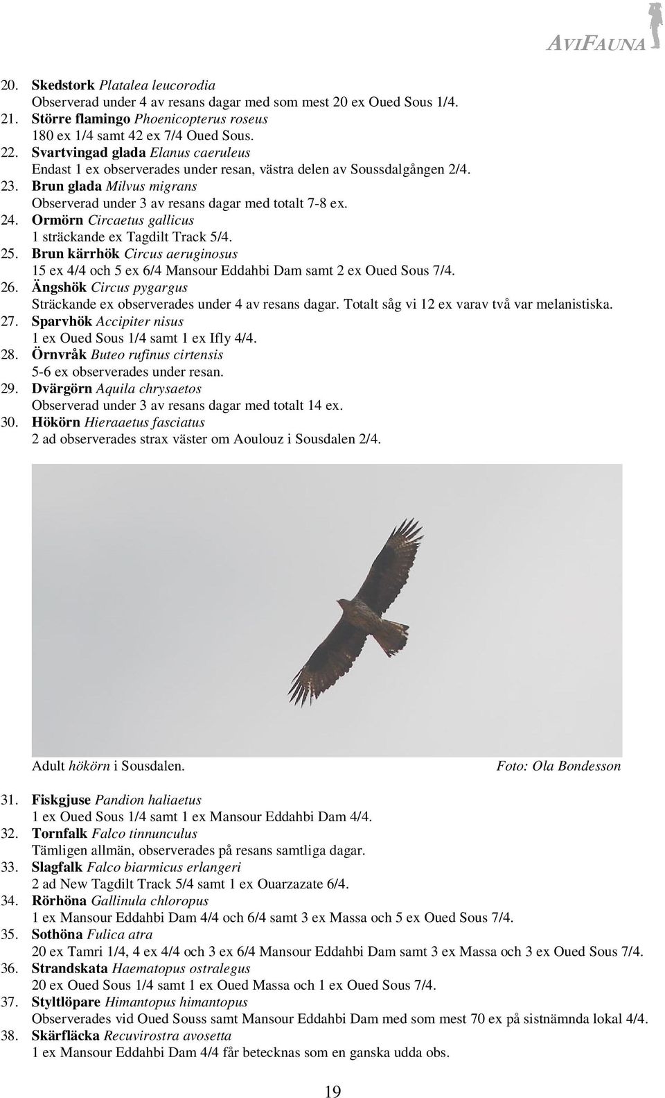 Ormörn Circaetus gallicus 1 sträckande ex Tagdilt Track 5/4. 25. Brun kärrhök Circus aeruginosus 15 ex 4/4 och 5 ex 6/4 Mansour Eddahbi Dam samt 2 ex Oued Sous 7/4. 26.