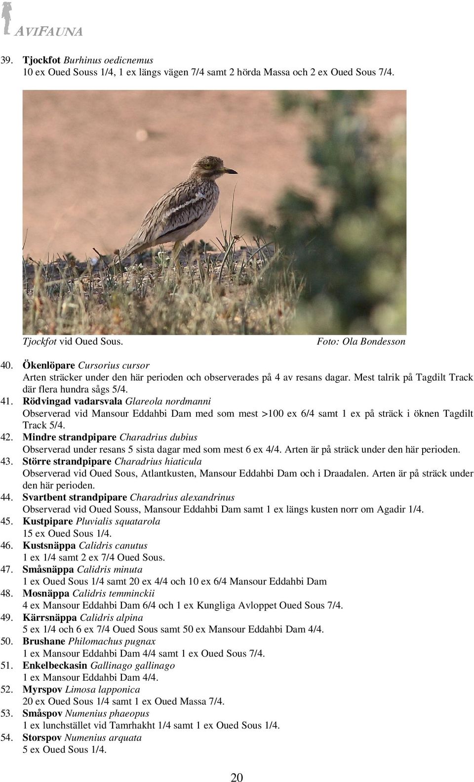 Rödvingad vadarsvala Glareola nordmanni Observerad vid Mansour Eddahbi Dam med som mest >100 ex 6/4 samt 1 ex på sträck i öknen Tagdilt Track 5/4. 42.