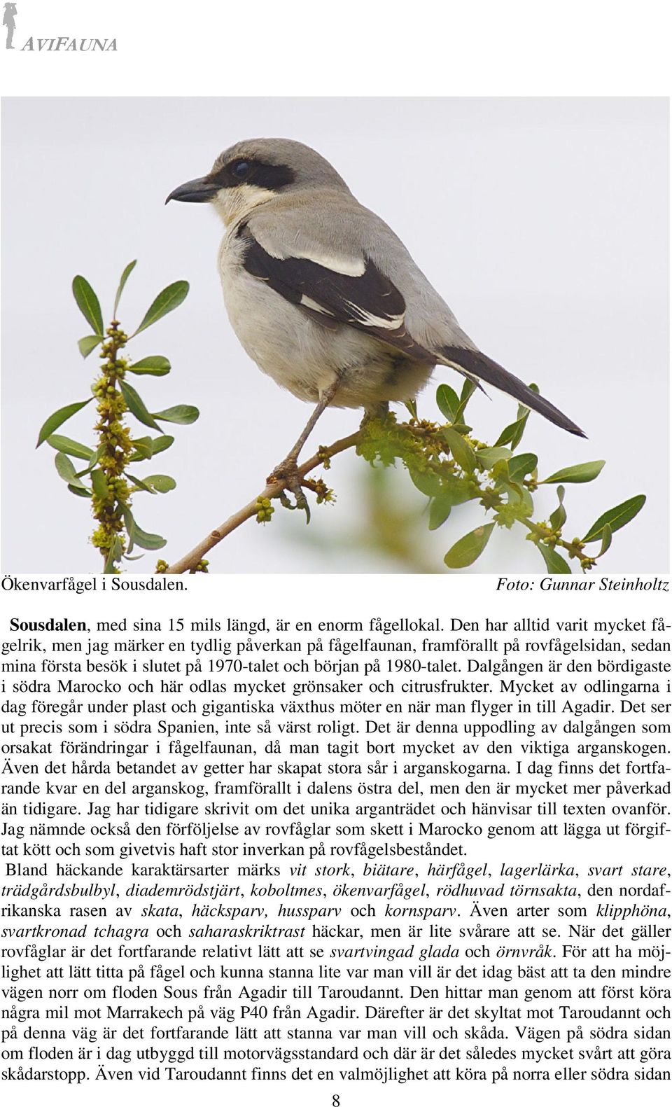Dalgången är den bördigaste i södra Marocko och här odlas mycket grönsaker och citrusfrukter.
