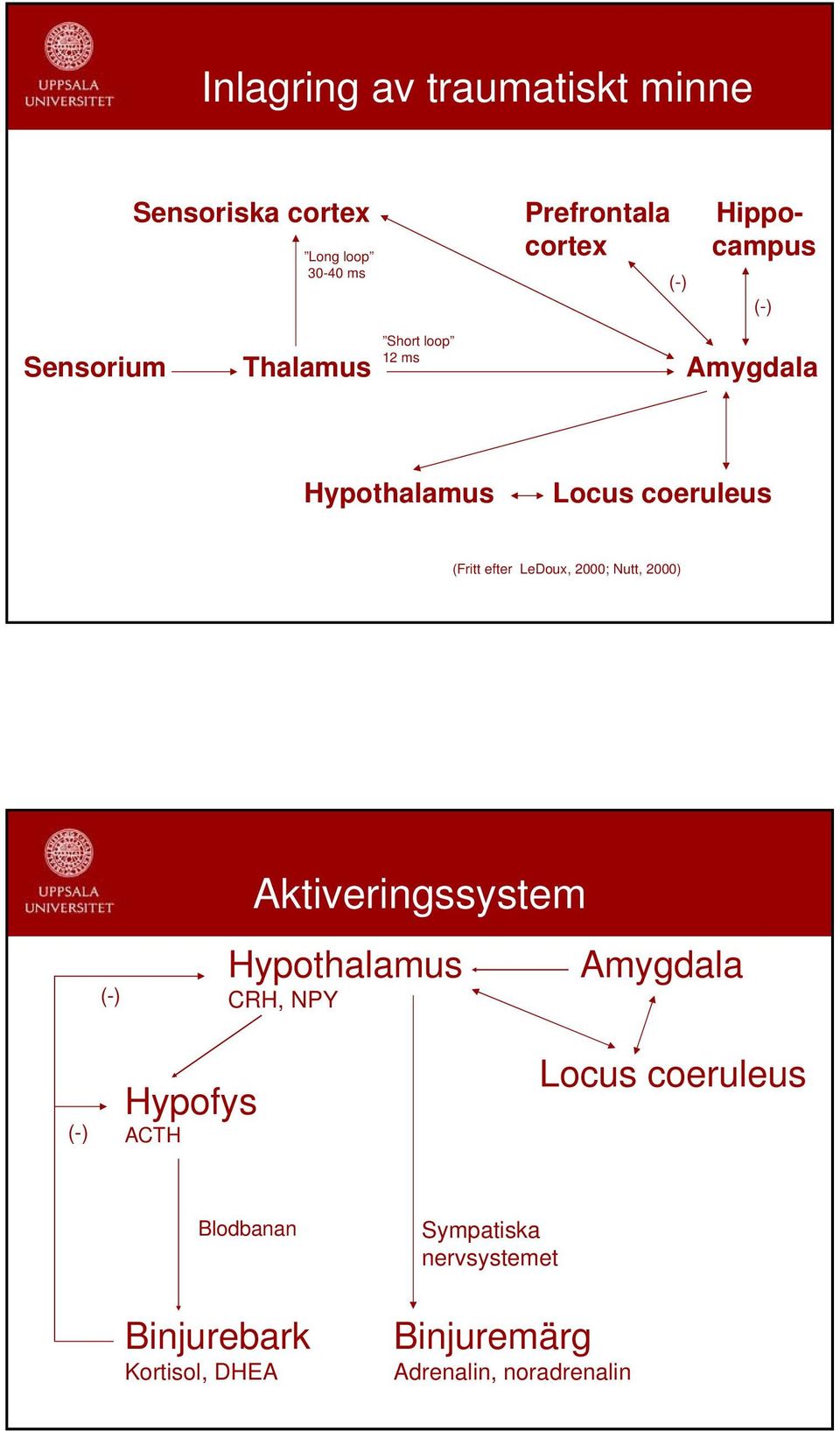 LeDoux, 2000; Nutt, 2000) Aktiveringssystem (-) Hypothalamus CRH, NPY Amygdala (-) Hypofys ACTH