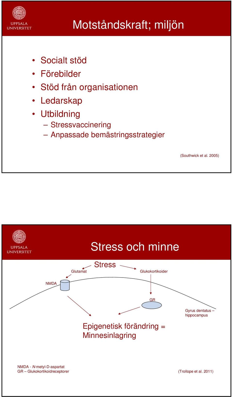 2005) Stress och minne Glutamat Stress Glukokortikoider NMDA GR Gyrus dentatus hippocampus
