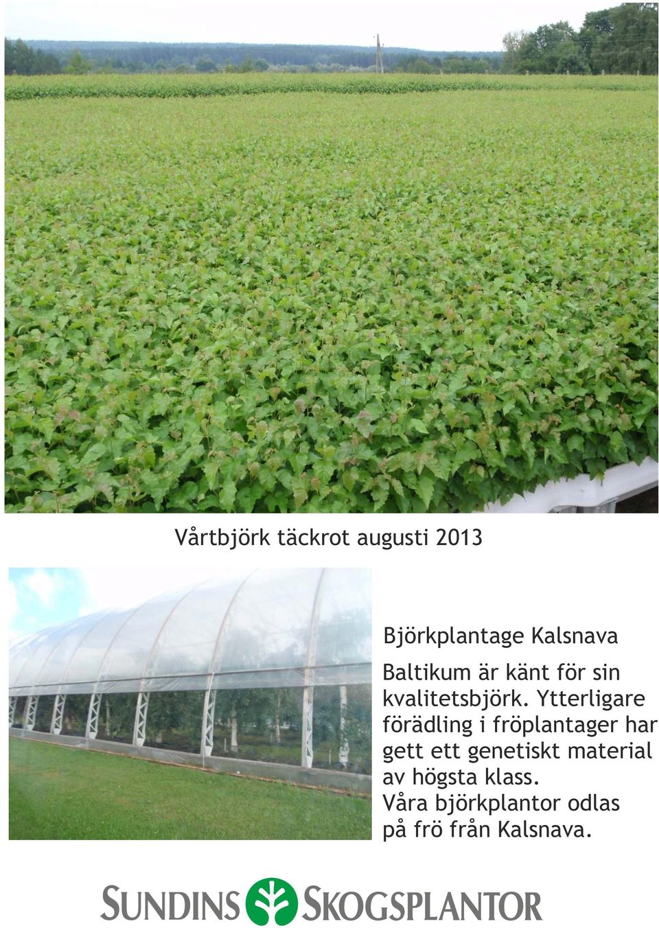 Ytterligare förädling i fröplantager har gett ett