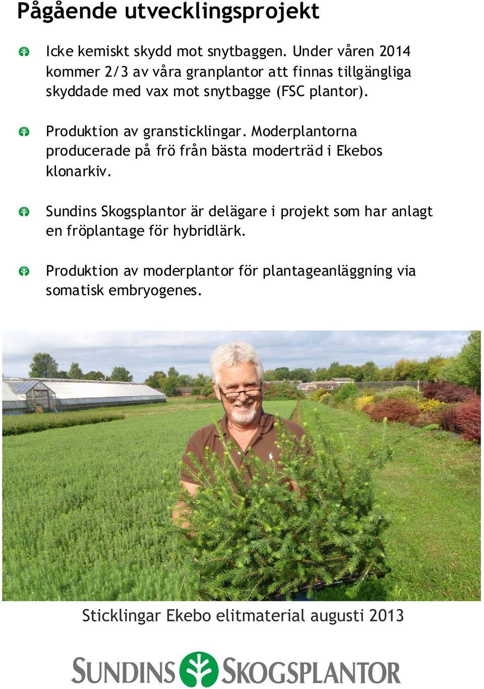Produktion av gransticklingar. Moderplantorna producerade på frö från bästa moderträd i Ekebos klonarkiv.