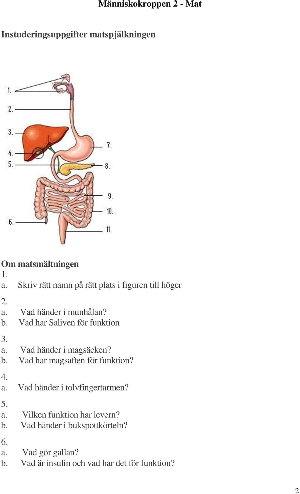 Vad har Saliven för funktion 3. a. Vad händer i magsäcken? b. Vad har magsaften för funktion? 4. a. Vad händer i tolvfingertarmen?