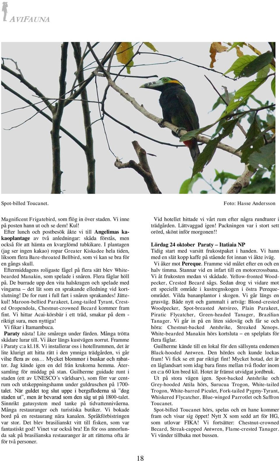 I plantagen (jag ser ingen kakao) ropar Greater Kiskadee hela tiden, liksom flera Bare-throated Bellbird, som vi kan se bra för en gångs skull.