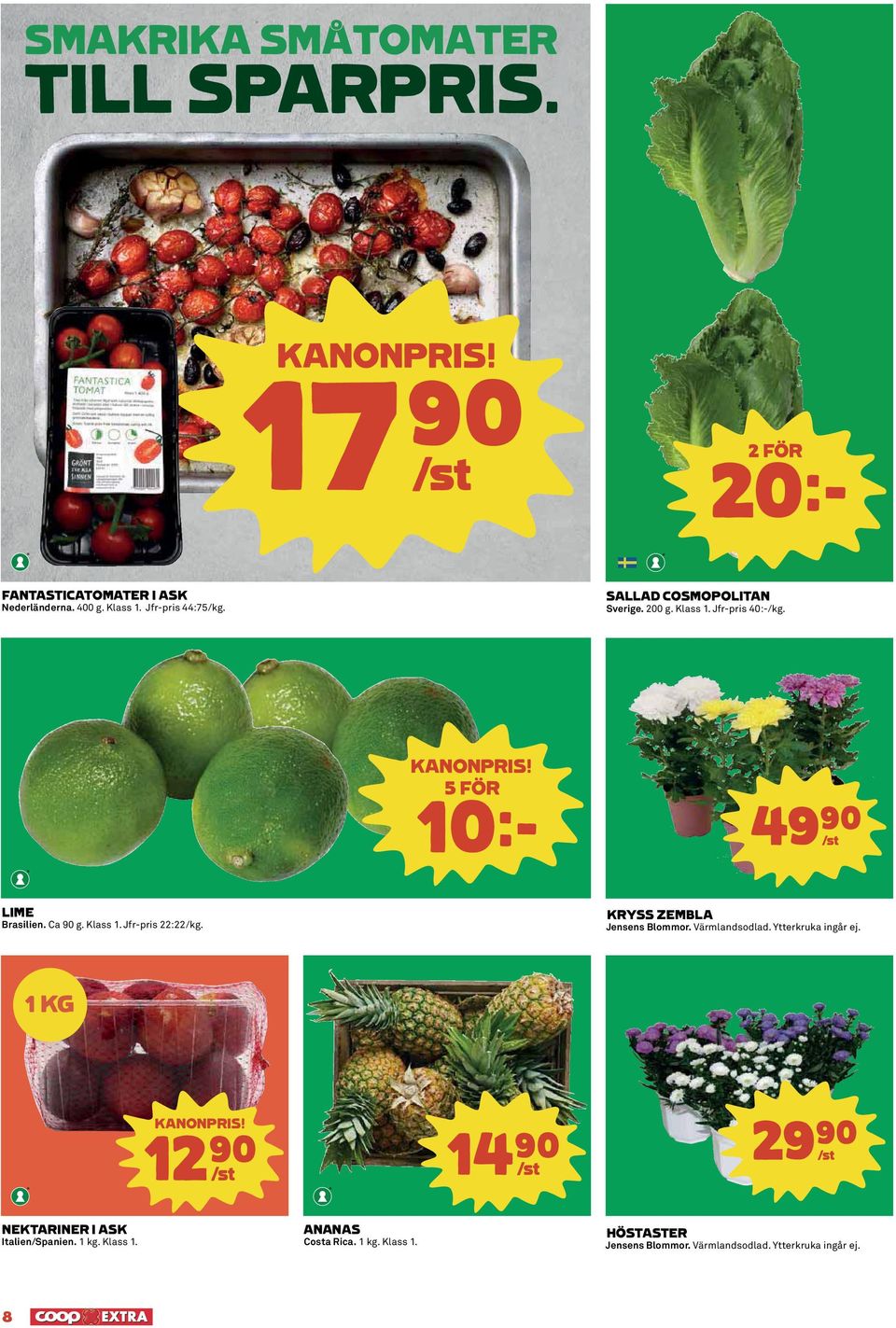KRYSS ZEMBLA Jensens Blommor. Värmlandsodlad. Ytterkruka ingår ej. 1 KG KANONPRIS!