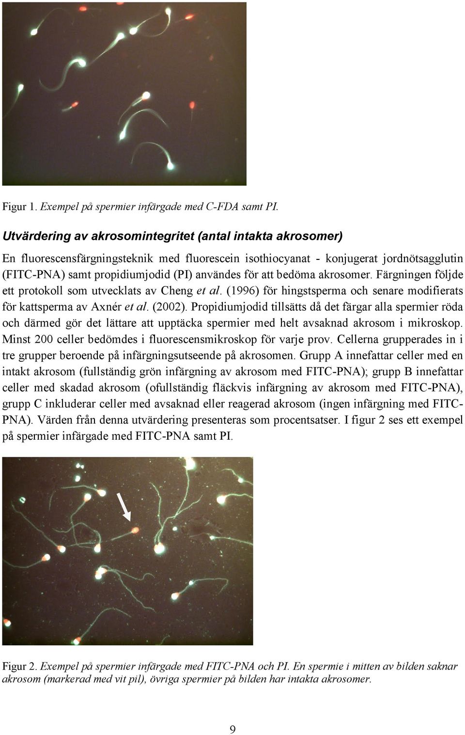 att bedöma akrosomer. Färgningen följde ett protokoll som utvecklats av Cheng et al. (1996) för hingstsperma och senare modifierats för kattsperma av Axnér et al. (2002).