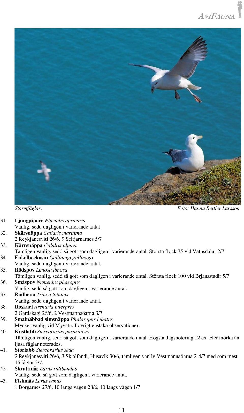 Enkelbeckasin Gallinago gallinago Vanlig, sedd dagligen i varierande antal. 35. Rödspov Limosa limosa Tämligen vanlig, sedd så gott som dagligen i varierande antal.