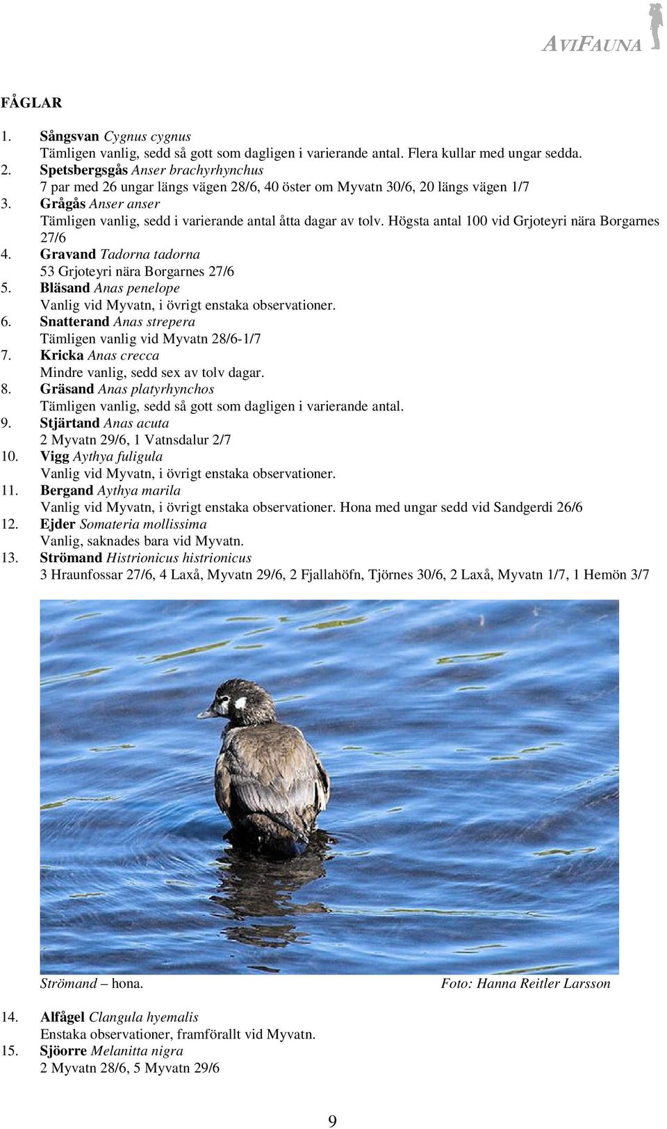 Högsta antal 100 vid Grjoteyri nära Borgarnes 27/6 4. Gravand Tadorna tadorna 53 Grjoteyri nära Borgarnes 27/6 5. Bläsand Anas penelope Vanlig vid Myvatn, i övrigt enstaka observationer. 6.
