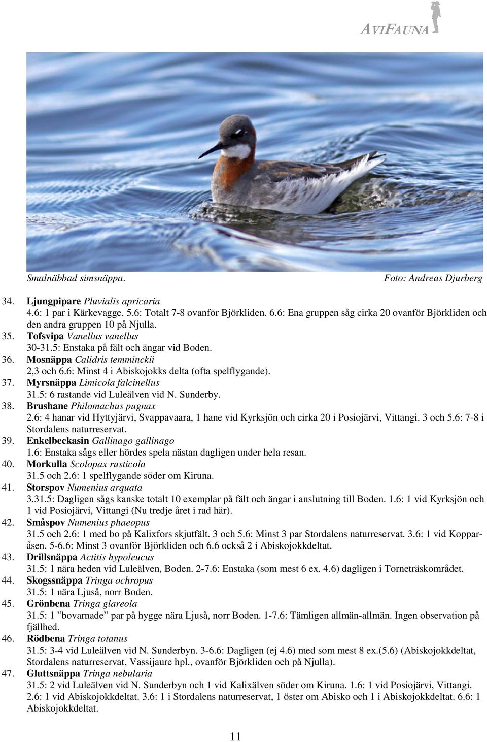Mosnäppa Calidris temminckii 2,3 och 6.6: Minst 4 i Abiskojokks delta (ofta spelflygande). 37. Myrsnäppa Limicola falcinellus 31.5: 6 rastande vid Luleälven vid N. Sunderby. 38.